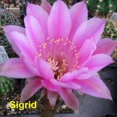 EP-H. Sigrid.4.1.jpg 